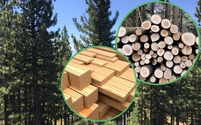 Everything You Need To Know About Pine Wood